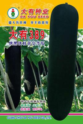 大有389冬瓜