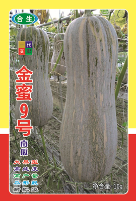 金蜜9号南瓜