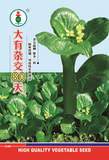 大有杂交80天菜心