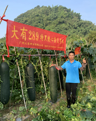 大有289冬瓜